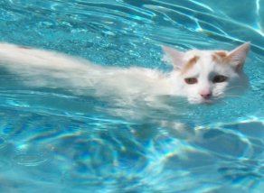 swimming Turkish Van cat picture